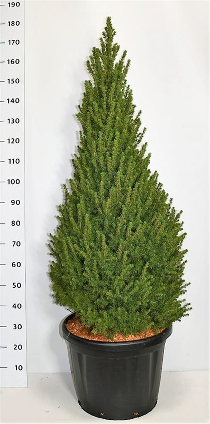 Picea glauca 'Perfecta' (Conica) - C45 140-160 CM